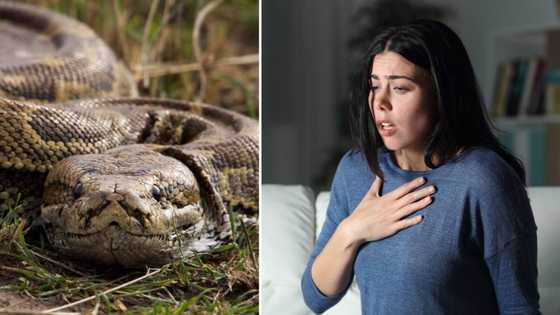 Python loose in Johannesburg estate sends tenant in panic