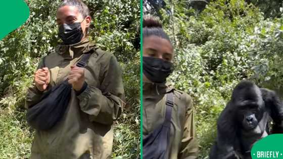 Close gorilla encounter leaves tourists frozen during unforgettable Uganda safari
