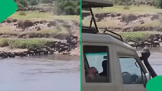 "New nightmare unlocked": Safari vehicle plunges into crocodile-infested Mara River, SA stunned
