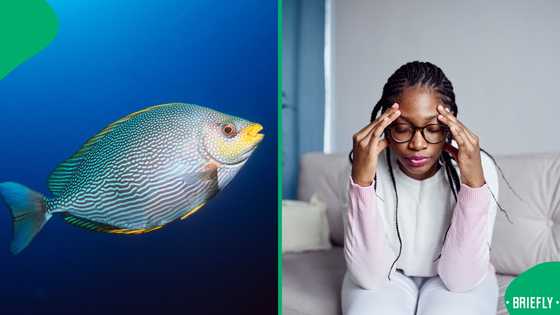 SA disinterested in businessman who fed fish booze as he defended himself