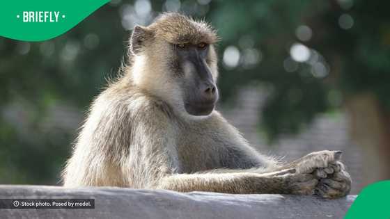 Expert gives safety tips after baboon on the loose in Northcliff, Gauteng still unaccounted for