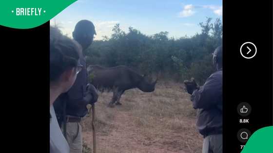 "Hey hamba!": Mzansi's rhino whisperer stops charging rhino at nature reserve