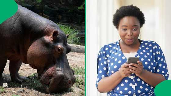 Hippos take over streets of St Lucia, Mzansi amazed by stunning moment in video