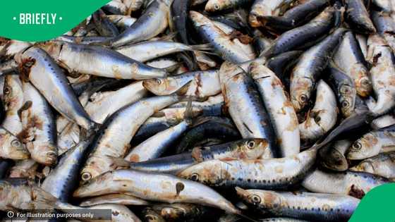 Pilchard herpesvirus detected in Western Cape sardines for the first time, DFFE confirms