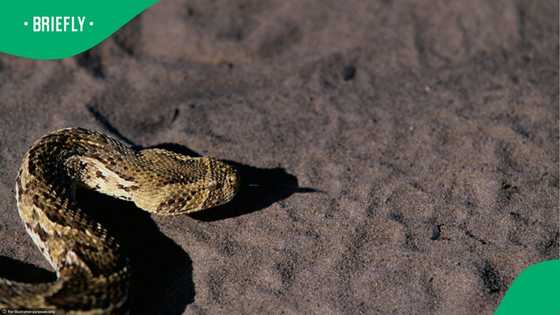 Urgent snake warning for Cape Town after 7 puff adders are found