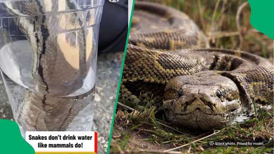 "To be that desperate to drink that much water": Snake drinks from a cup, netizens in disbelief