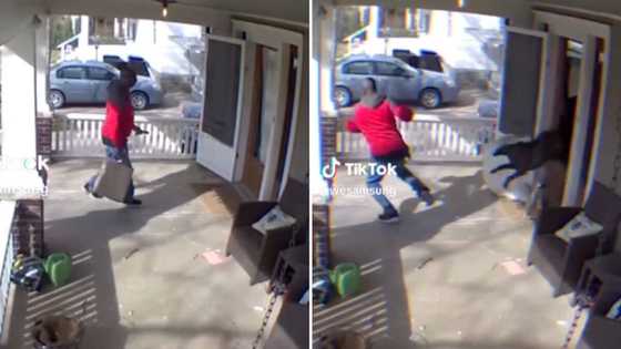 Delivery guy gets a huge scare from pit bull jumping through door after dropping off parcel, netizens amused