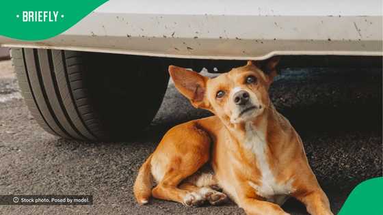 Dog rips car apart in TikTok video, South Africa cracks up