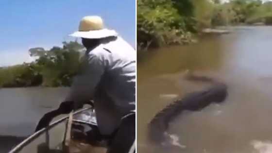 Fisherman holds huge anaconda by the tail, footage has people screaming: “Didn't he watch the movie?”