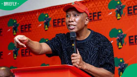 Julius Malema confronts Shamila Batohi over refusal to name prosecutor, tells her to pack her bags