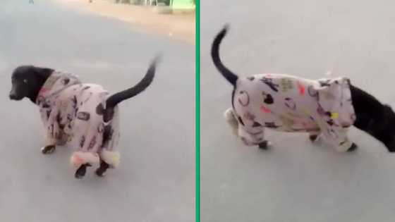 Adorable pink-clad cog captivates Mzansi in viral video, winning hearts of netizens
