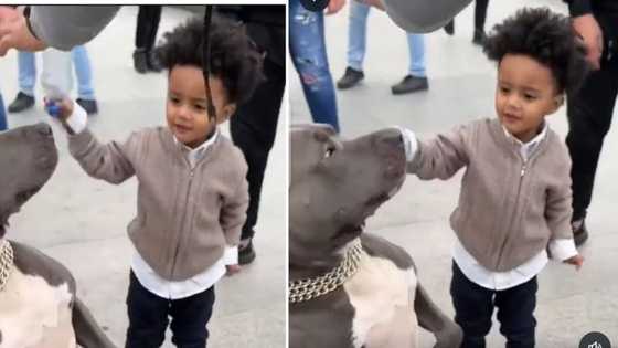 Viral video of toddler whacking pit bull with plastic bottle causes outrage, social media drags parents