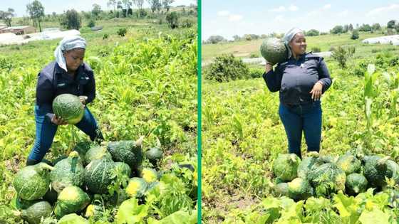 Former shop assistant builds legacy as veg farmer to create a healthier society