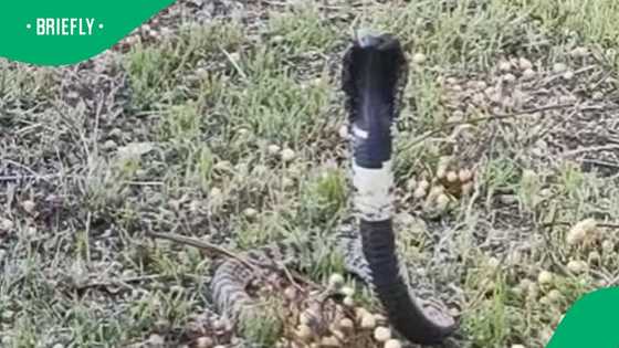 Snake rescue shares striking video of rinkhals showing its famous hood in Eastern Cape