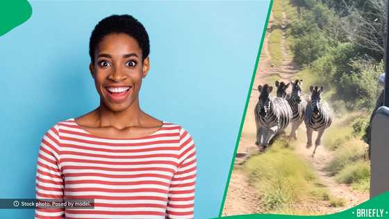 "They are running in silence": Lioness chases Zebras in front of safari visitors, SA astonished