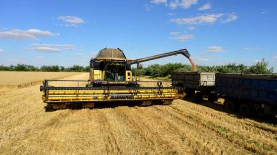 New customers: in occupied Ukraine, grain is sold to Russia