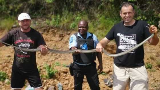 Durban snake catcher Nick Evans rescues 4 black Mambas including 1 pregnant: "Crazy"
