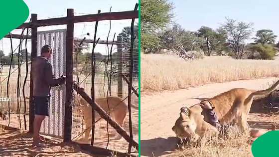 Lion jumps on man in a rare welcome greeting, leaving SA with anxiety: “One day is one day”