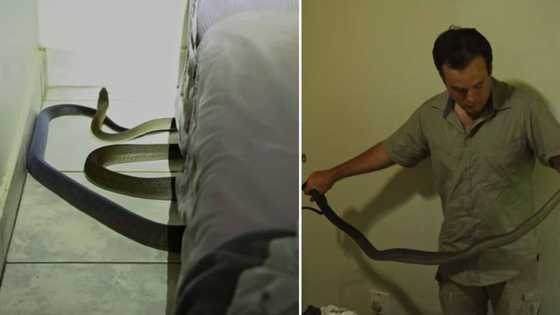 Nick Evans catches large deadly black mamba hidden under kid's bed while wearing his flip flops again