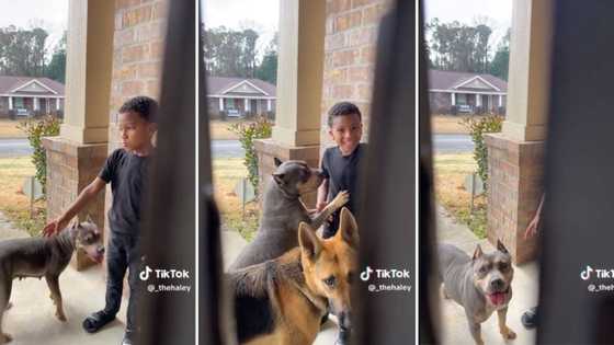 Boy arrives home with a random pit bull and German shepherd, stressed mom won't even open door in funny clip