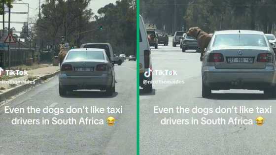 Johannesburg dog gives taxi driver fierce attitude from moving car, video gets 499k views