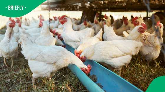 Zimbabwe farmers illegally mixing human ARV drugs into chicken feed to boost profits