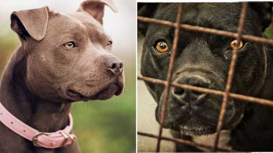 The SPCA offering R5 000 reward for information about people involved in killing pit bulls