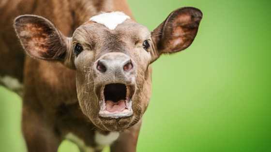 TikTok video of man drinking milk straight from cow's teat sparks concern