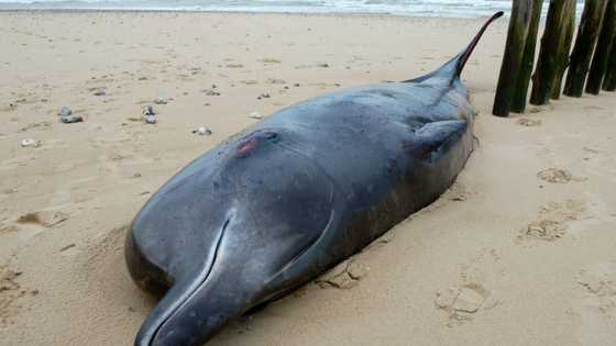 Wounded whale washes ashore in northern France