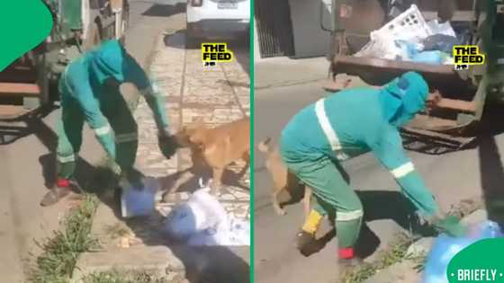 Joburg sanitation worker's tug-of-war with playful dog has Mzansi in stitches
