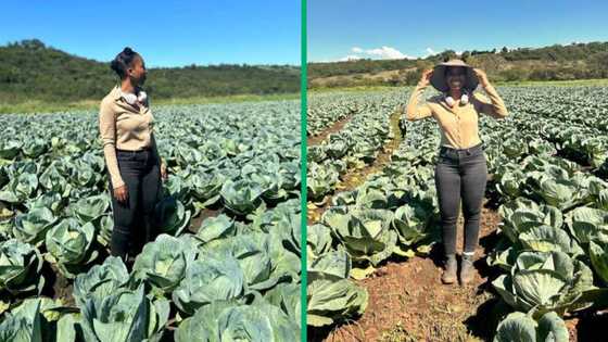 Young entrepreneur goes viral for thriving cabbage business, Mzansi is impressed