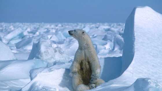 Biden bars drilling over vast swath of Alaska