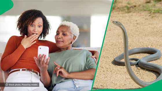 "Why is it walking?": Video of massive black mamba gives SA chills