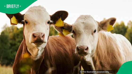 AFASA calls on government to declare Free State cattle deaths a disaster