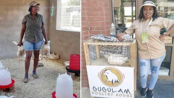From domestic worker to poultry farmer, creative Gauteng woman inspires with biz