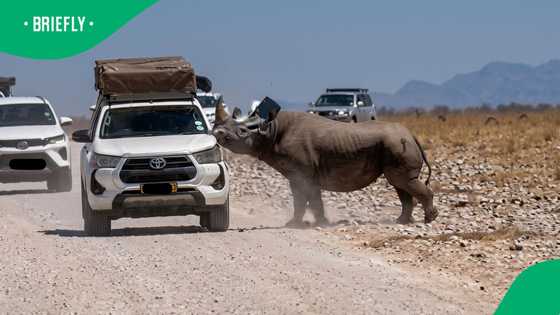 “5 business days to drive off”: Rhino tears into tourist safari vehicle in dramatic Etosha encounter