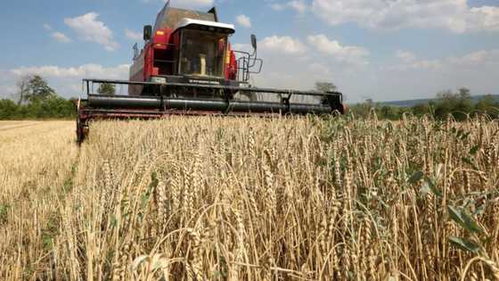 Poland, Hungary, Slovakia defy end of EU Ukraine grain import ban