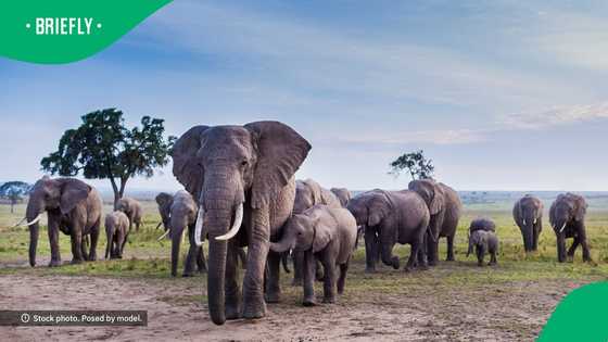 South Africans horrified after elephants trample SANDF soldiers in Limpopo while patrolling