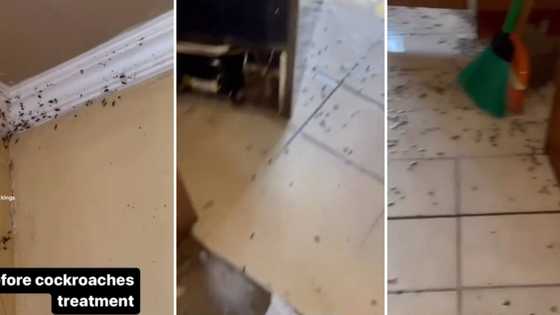 Video of cockroach-infested house makes people's skin crawl, Mzansi: "Even my brain feels itchy"