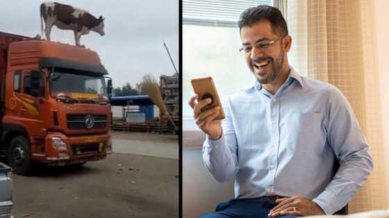 "The steaks are high": Cow standing on truck's roof tickles SA's funnybone