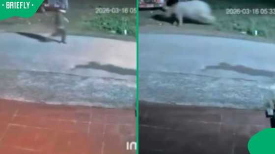 “Why is he screaming?": SA in stitches as man flees for his life from charging rhino in TikTok video