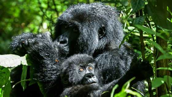 African nations meet on 'critical' nature conservation