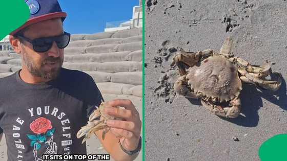 "Something strange is happening": Dead crabs at Cape Town beach raise concern
