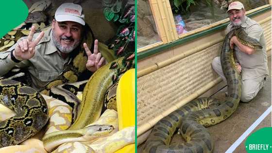 “I would die there”: South Africans react as man lies calmly in cage full of snakes in viral video