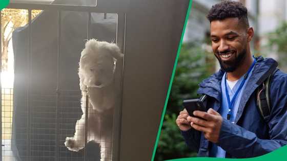 "Only in South Africa": Video captures dog pulling a phara move, Mzansi laughs