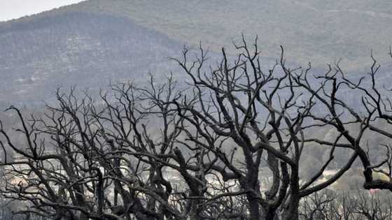 Algeria fires burned UNESCO-listed park: expert