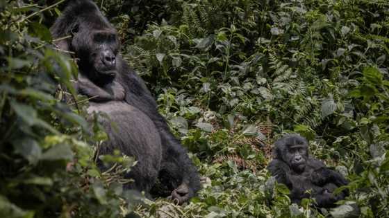 Biodiversity conference moved from China to Canada: UN