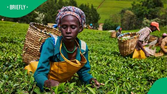 How technology and finance can unlock Africa’s agricultural potential