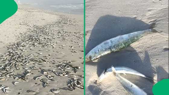 "Nature speaks volumes": Thousands of dead fish wash ashore at Bloubergstrand beach, SA stunned