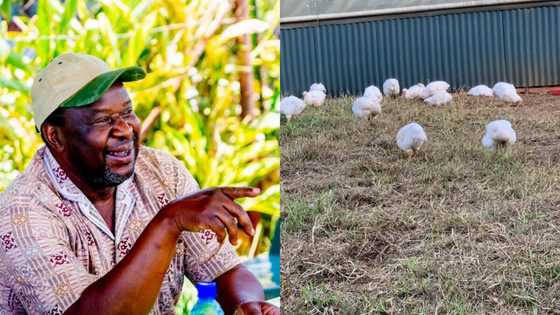 "Garlic with a pinch of chicken": Mzansi reacts to Tito Mboweni's farm